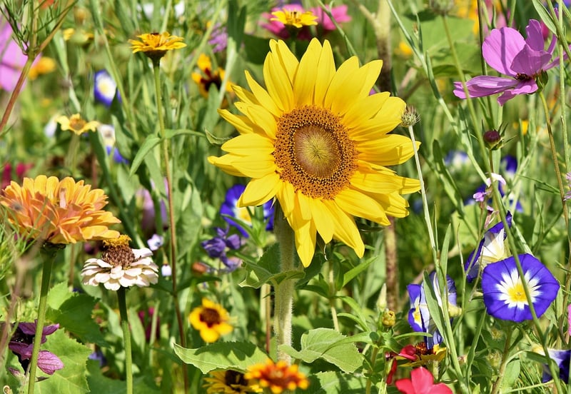 Botanical Wonderland