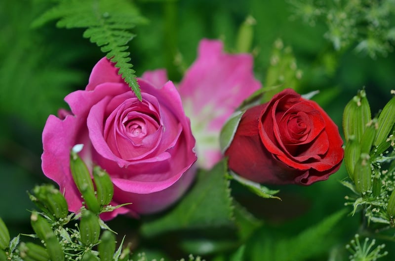 Secret Garden